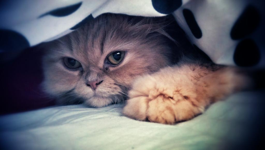 mr_protozoa's tweet image. #O2HappyCat @O2 A cozy cat is a happy cat...