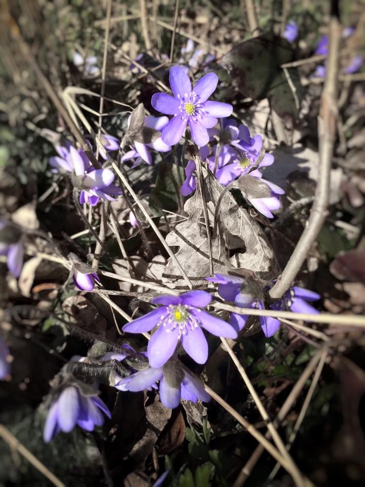 busstopdreams's tweet photo. Went for a walk. A certain bite to the air but I found these signs of spring! #spring #flower http://t.co/PEQ7a0ezus