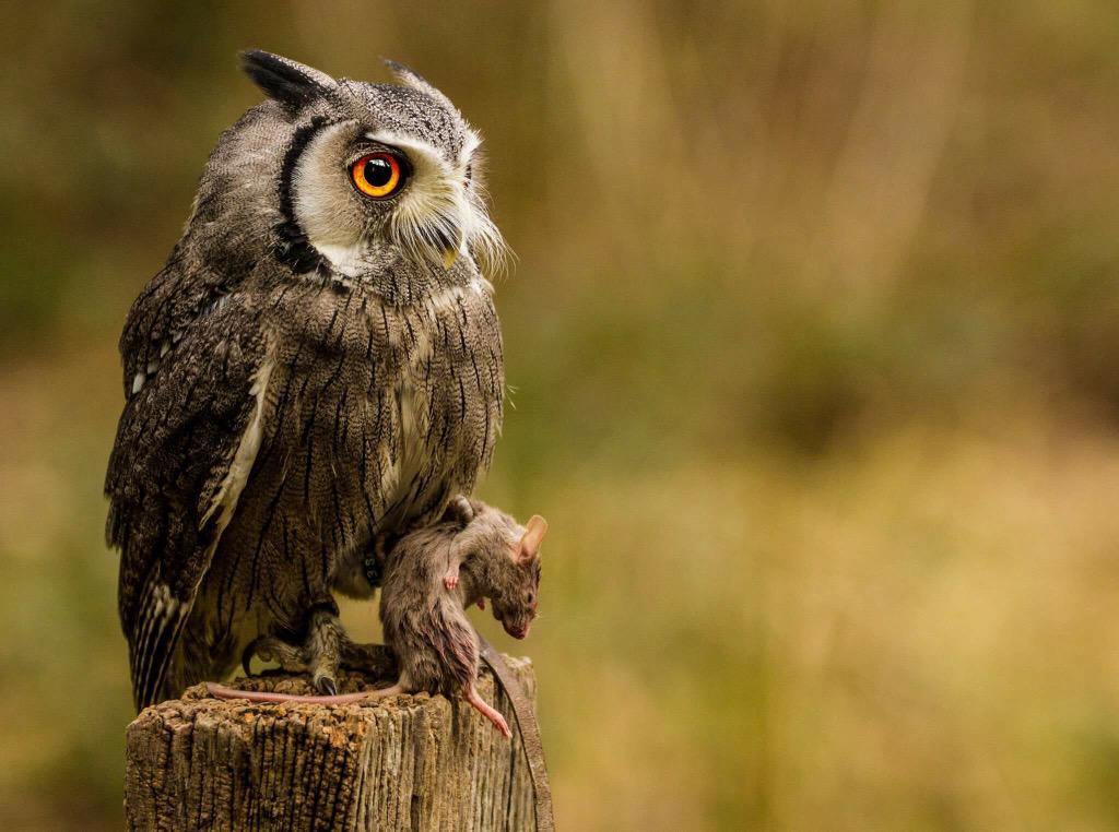 Getting ready for his lunch #canon #owl