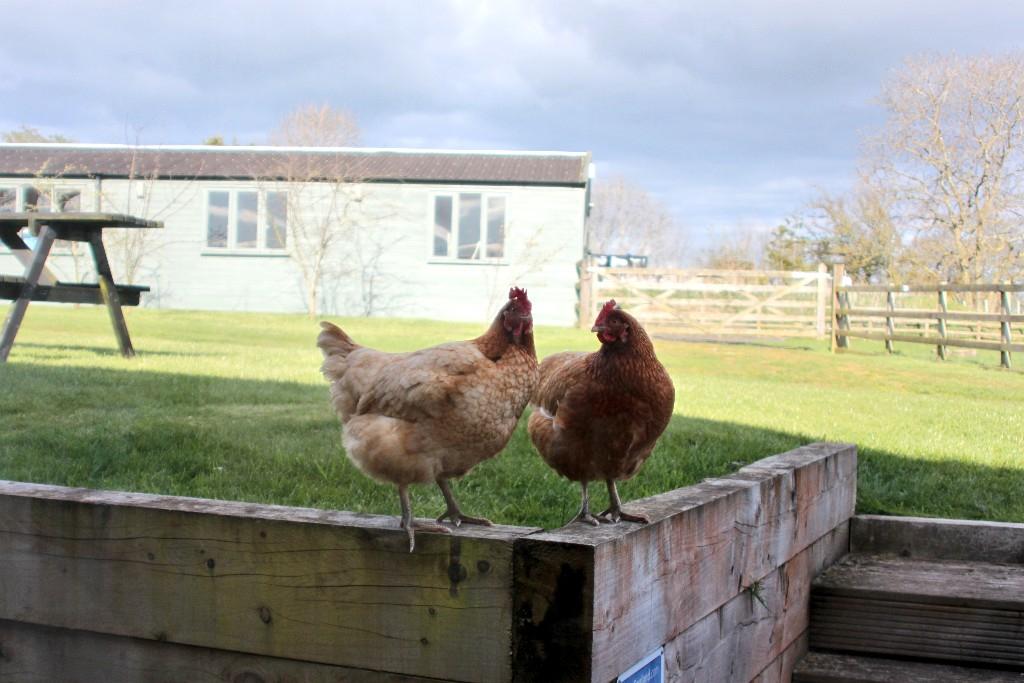 AlisonSarahB's tweet photo. Northumberland, starry skies &amp; fab beaches! Stayed @cottagepeartree with these little lovelies, highly recommended 👍 http://t.co/ik3QpJmSQ1