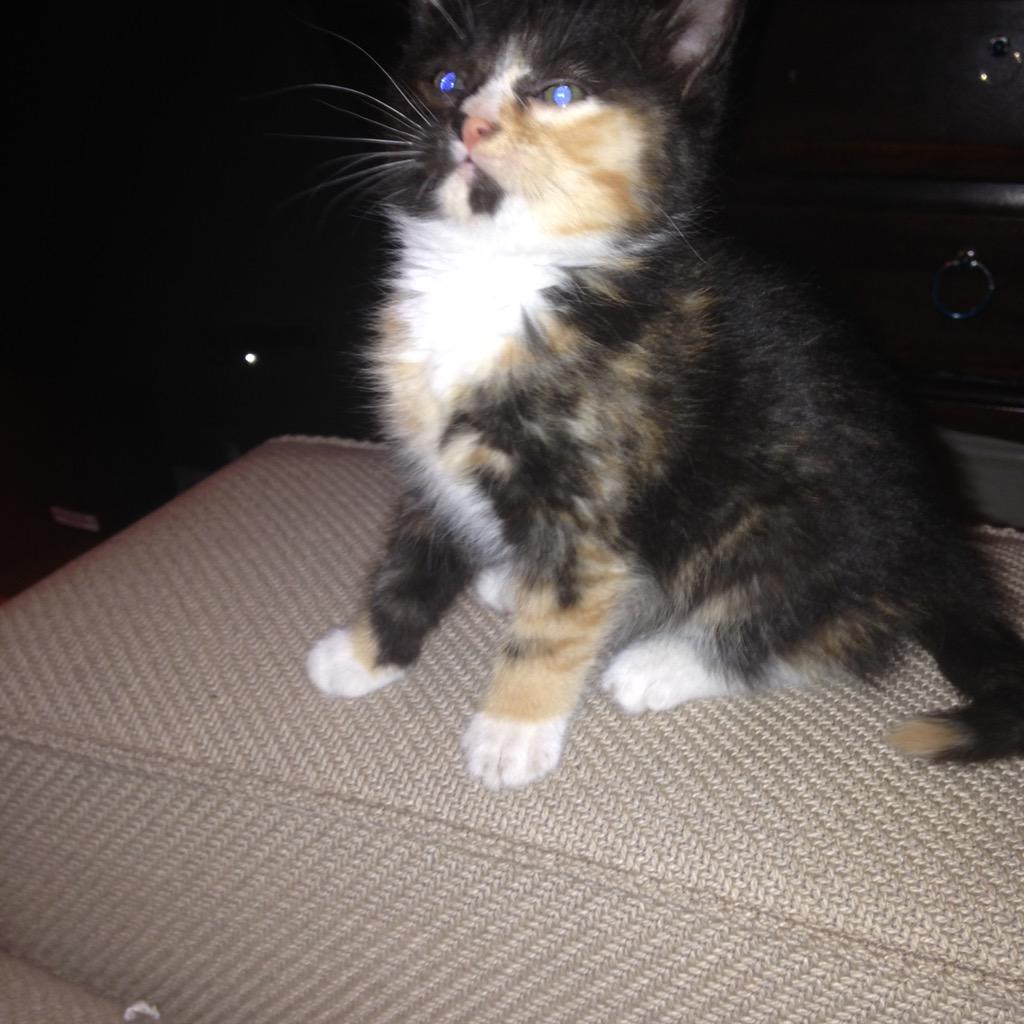 _Porshx's tweet image. @O2 #O2HappyCat