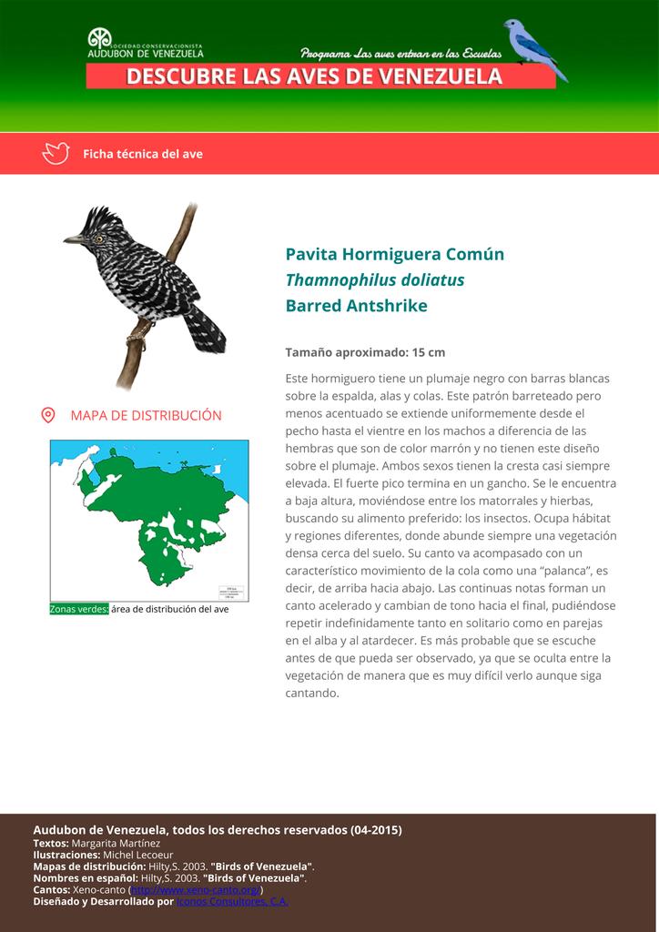 Audubon_VZLA's tweet photo. ¡Seguro has escuchado a nuestra Pavita Hormiguera! Aqui la encuentras con otras aves más... http://t.co/bW2iINuwux http://t.co/4e0B1v6GtH