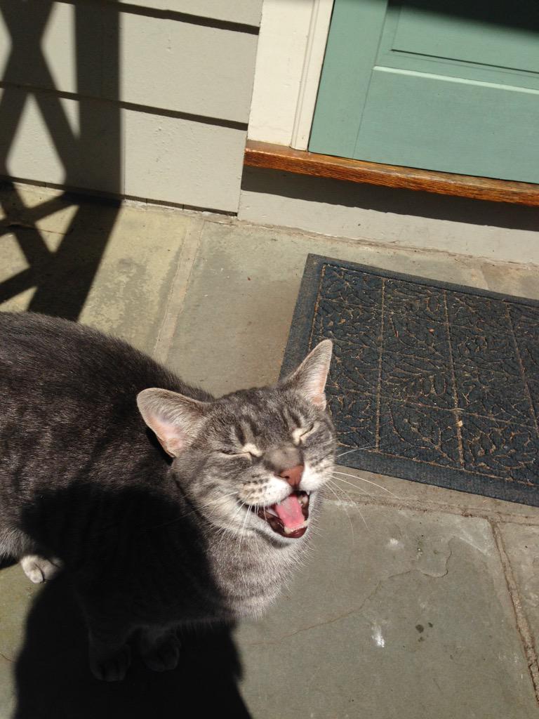 thefourkitties's tweet image. Hey hardcore fourkittiers here's is some premium content