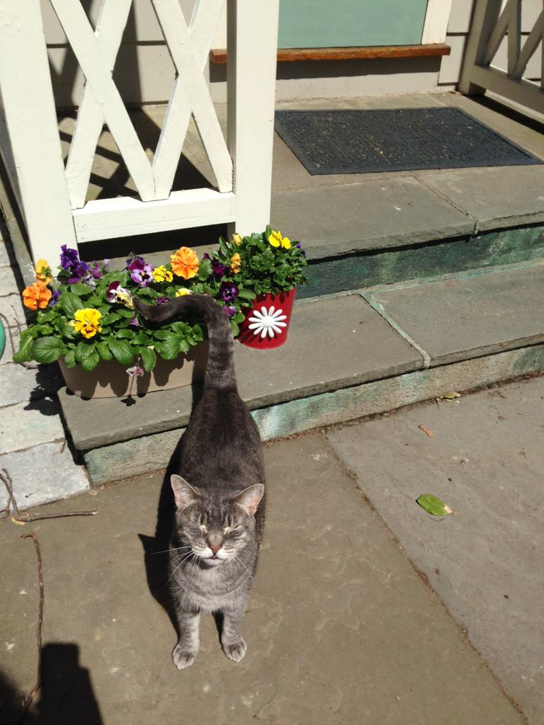 thefourkitties's tweet image. Hey hardcore fourkittiers here's is some premium content