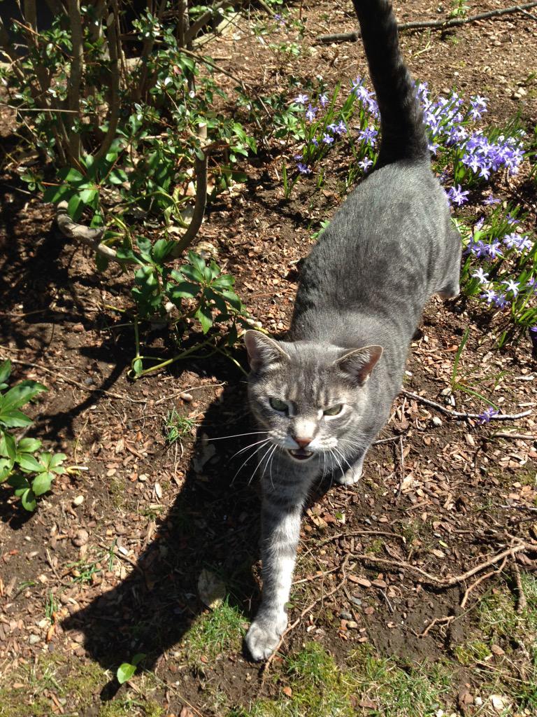 thefourkitties's tweet image. Hey hardcore fourkittiers here's is some premium content