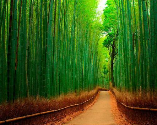 CryptoDefi_X's tweet photo. Bosque de bambu en Japon. http://t.co/6IfHlqvxUM