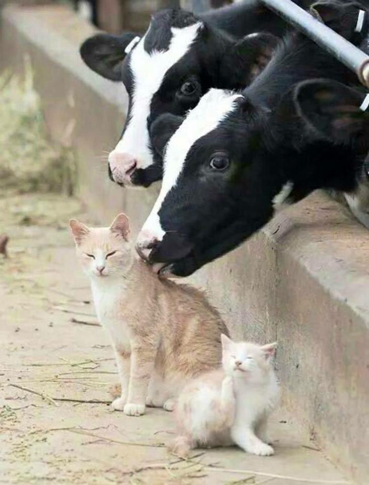 MercyForAnimals's tweet photo. Happy #Caturday!!!! http://t.co/Zzg6mUJn4L