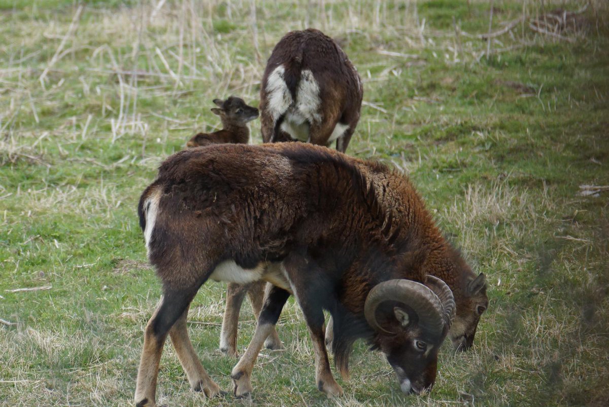 SASProhunter's tweet image. 