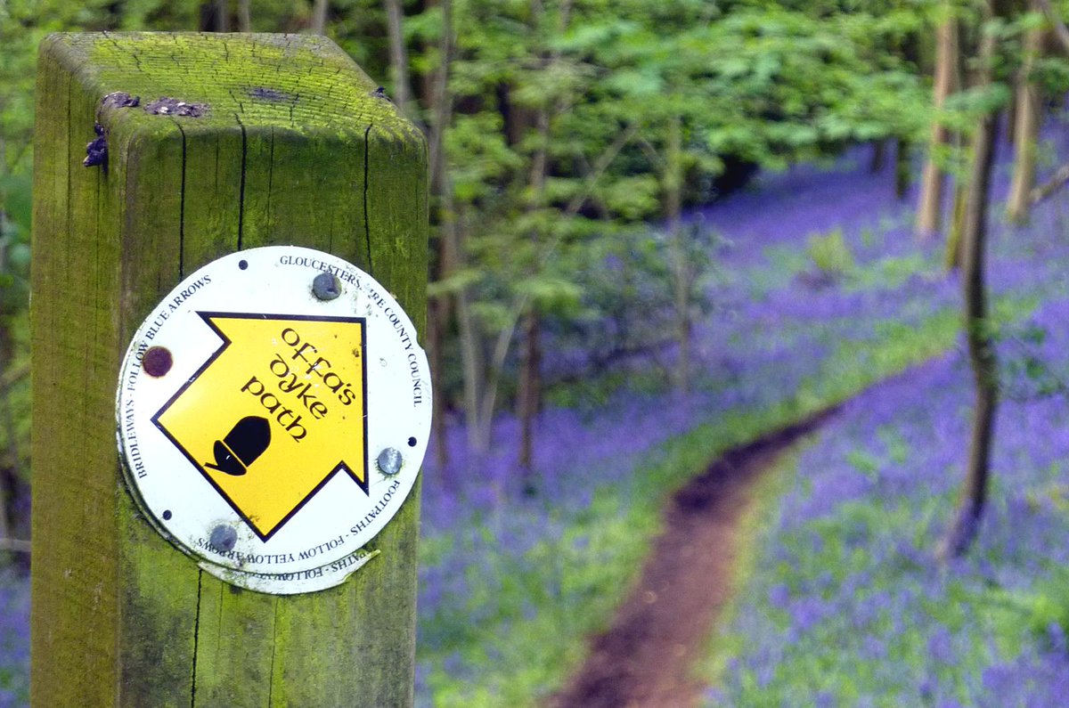 Bluebell Blunder. Saturday 2nd May 11am. An off-road run amongst the bluebells on and around Offas Dyke, Wye Valley