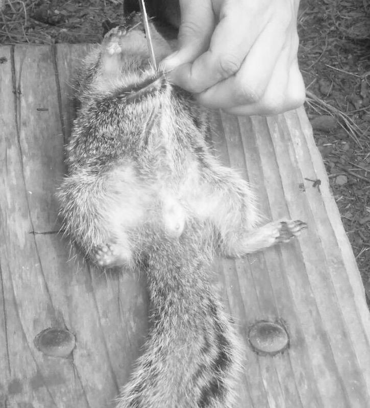 nutzati's tweet image. How to skin wild game, lesson 1. #squirrels #funhobbies