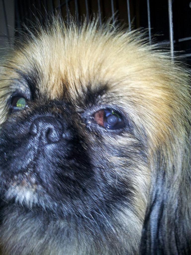 frankcharbrooke's tweet photo. Still only 1 donation. Even £1 will go so so far for this rescue doggy. Every penny means the world to us :-) http://t.co/WrbGgExdSj