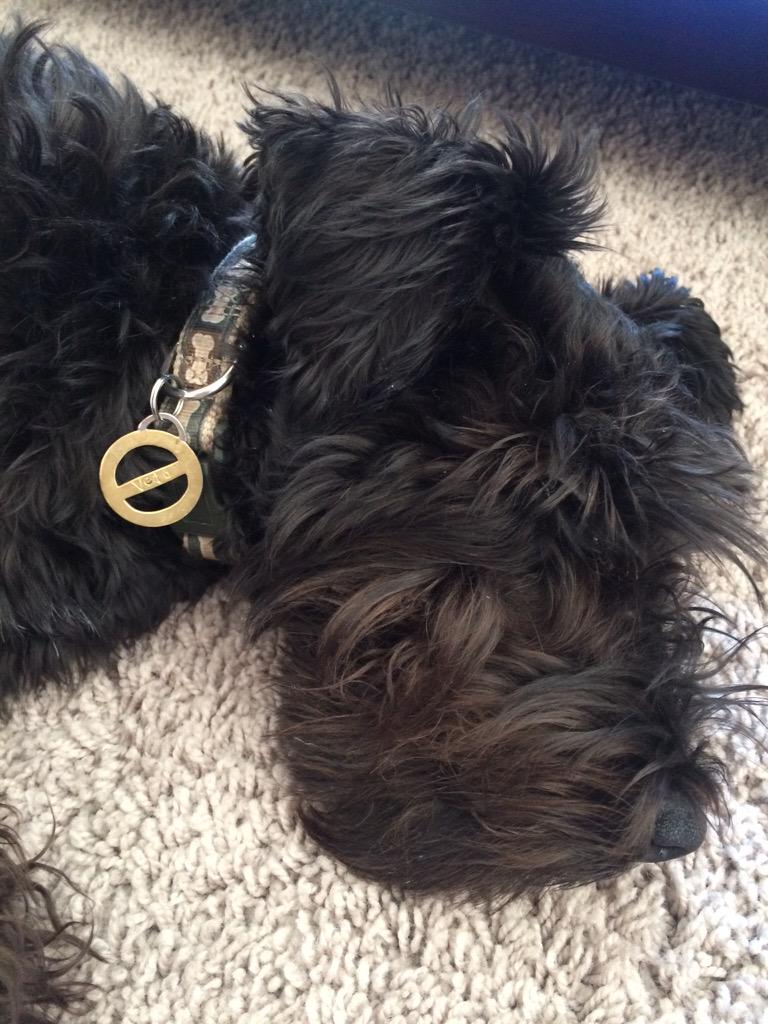 BBCanJohnny's tweet image. Veto is sad that his daddy's coming home.