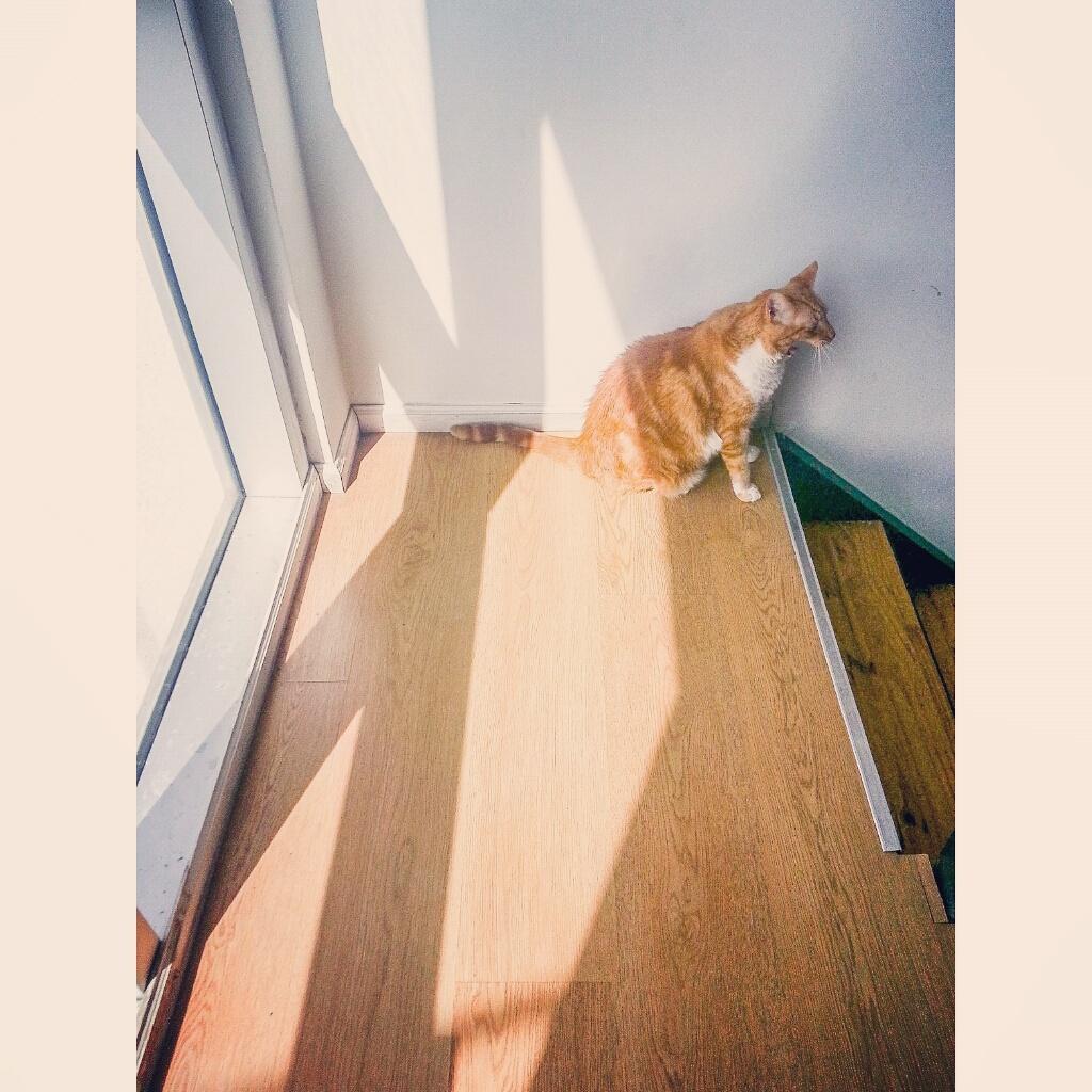 damianbenetucci's tweet photo. Los 8 escalones y el bostezo
#Orson
#cats #sun #color #daylight #exposure #home #instafitit #love #model #orange http://t.co/AZwK6DljCz