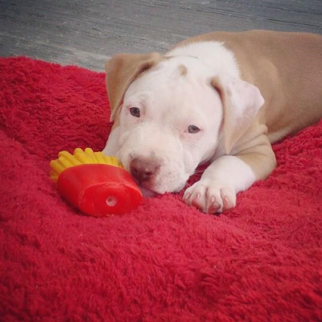 ClauCruzg's tweet photo. ¡Buen #finde! #rokko cachorro #bodoque #Instapicture #InstaDogs #instapit #pitbulls #Pitlo… http://t.co/vqj8BPuBKE http://t.co/5WSqHysFtm