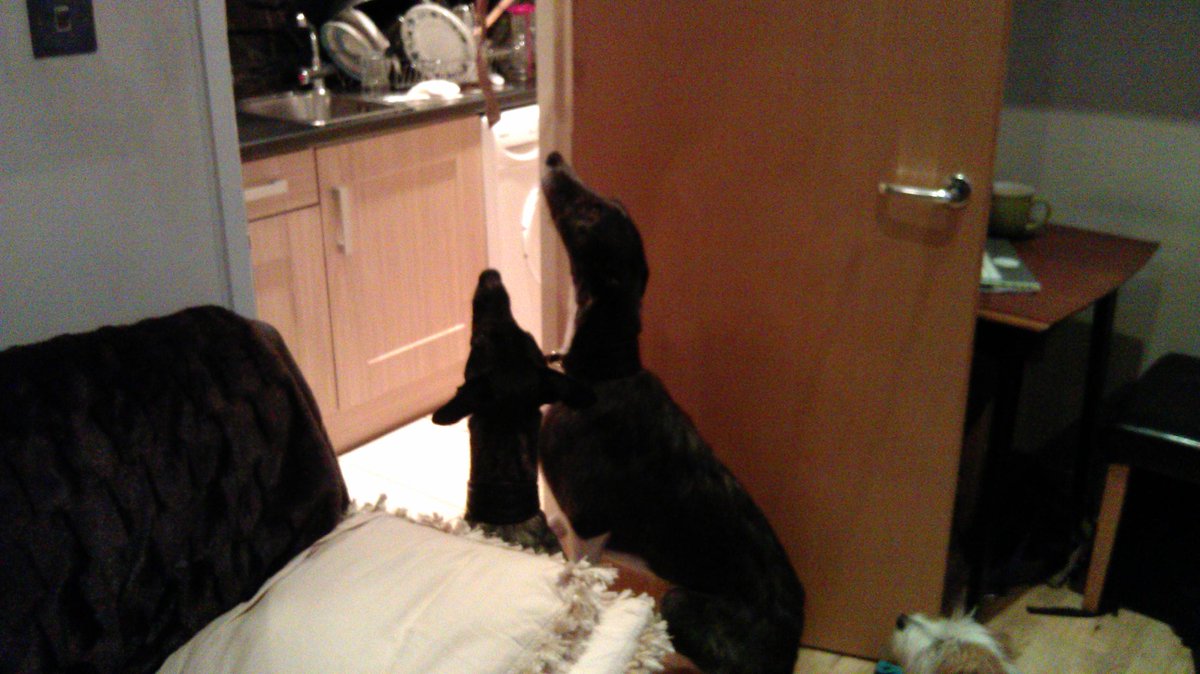 BubbulaHound's tweet photo. Kebab! http://t.co/vEWhDJyYBs