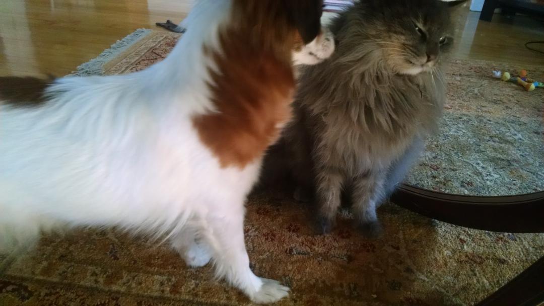 nikkoVzippy's tweet photo. Ugh. Dog breath. Withers my whiskers. http://t.co/OG0roswVF3