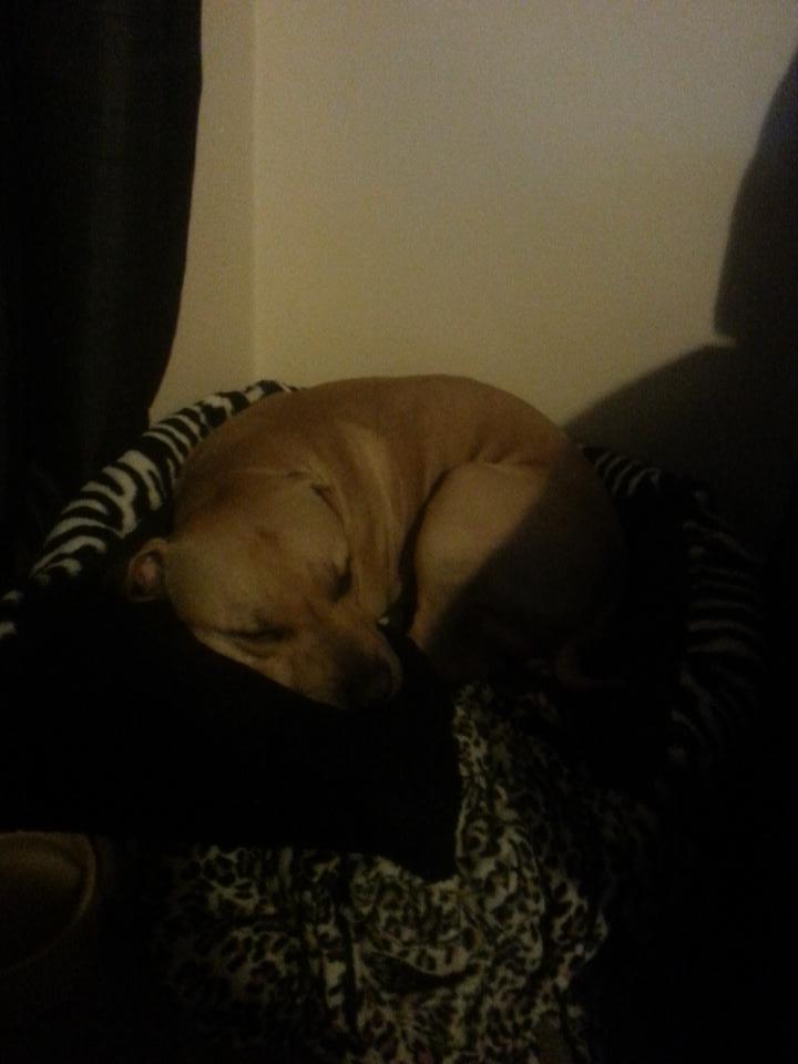 alfie_keys's tweet photo. @MissGeorgiakx @tommy_mallet tyson says thank you aswell ♡ http://t.co/k5xV4s59dq
