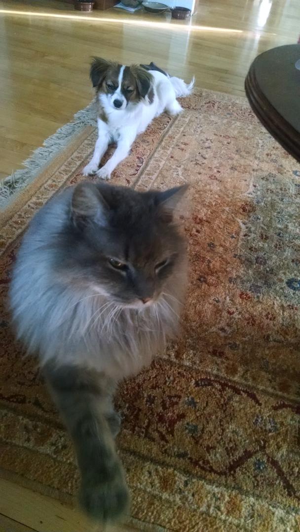 nikkoVzippy's tweet photo. Am I getting photo bombed? http://t.co/CKaWXPXBhV