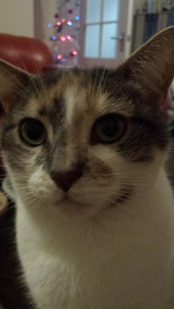 petebelfry's tweet image. #O2HappyCat