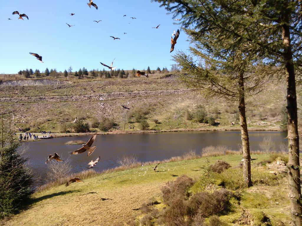 dordhume's tweet photo. Amazing seeing the red kites feeding today @BNYArian http://t.co/xVrPZqegWT