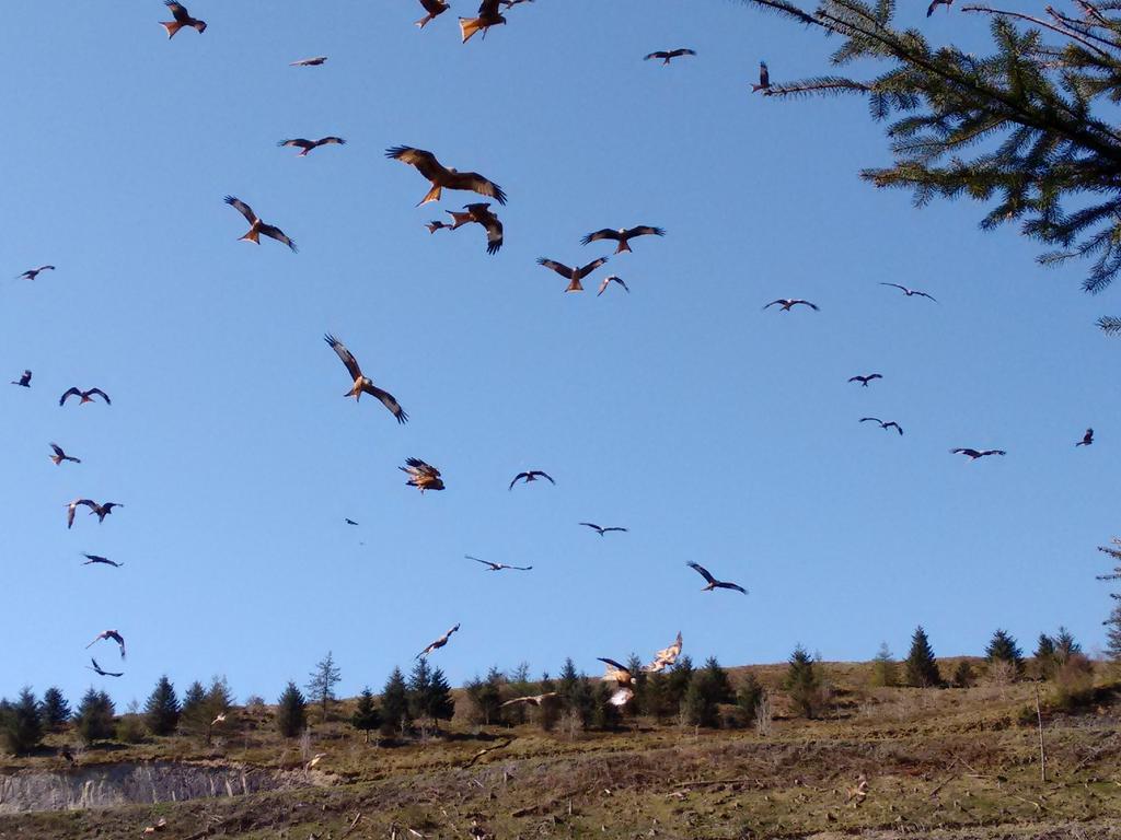 dordhume's tweet photo. Amazing seeing the red kites feeding today @BNYArian http://t.co/xVrPZqegWT
