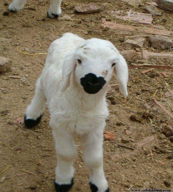 AyhanMesci's tweet photo. http://t.co/X4Vua2mY65