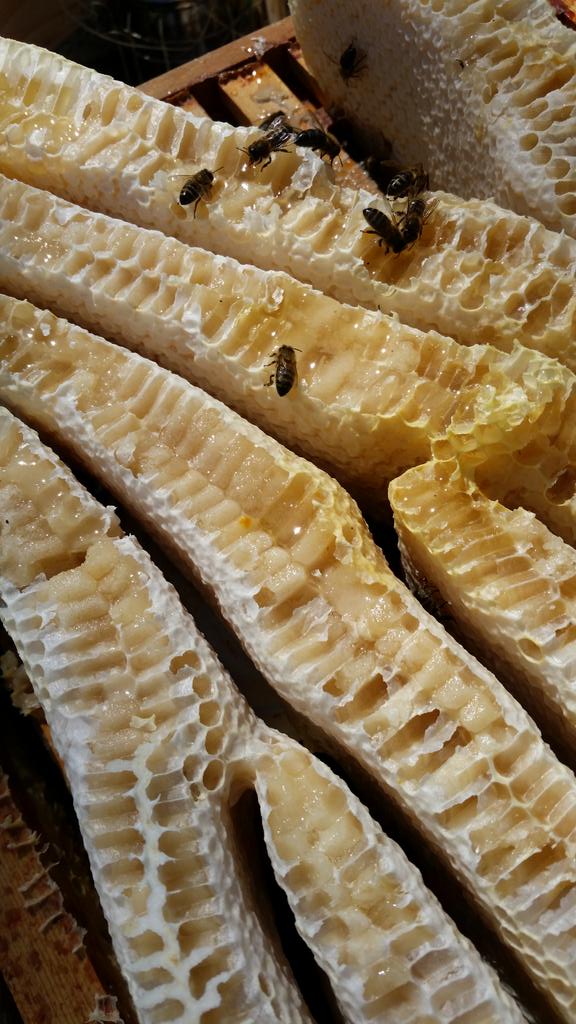 JillyDougan's tweet photo. Looked at the bees today and knew that hive No 2 had got enthusiastic in the late autumn! Unreal engineering! http://t.co/LQXGsg0VME