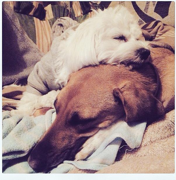 Viky12's tweet photo. #MyPrincess!!! 😘😘🐾🐾😍 http://t.co/lEOx9dYAoq