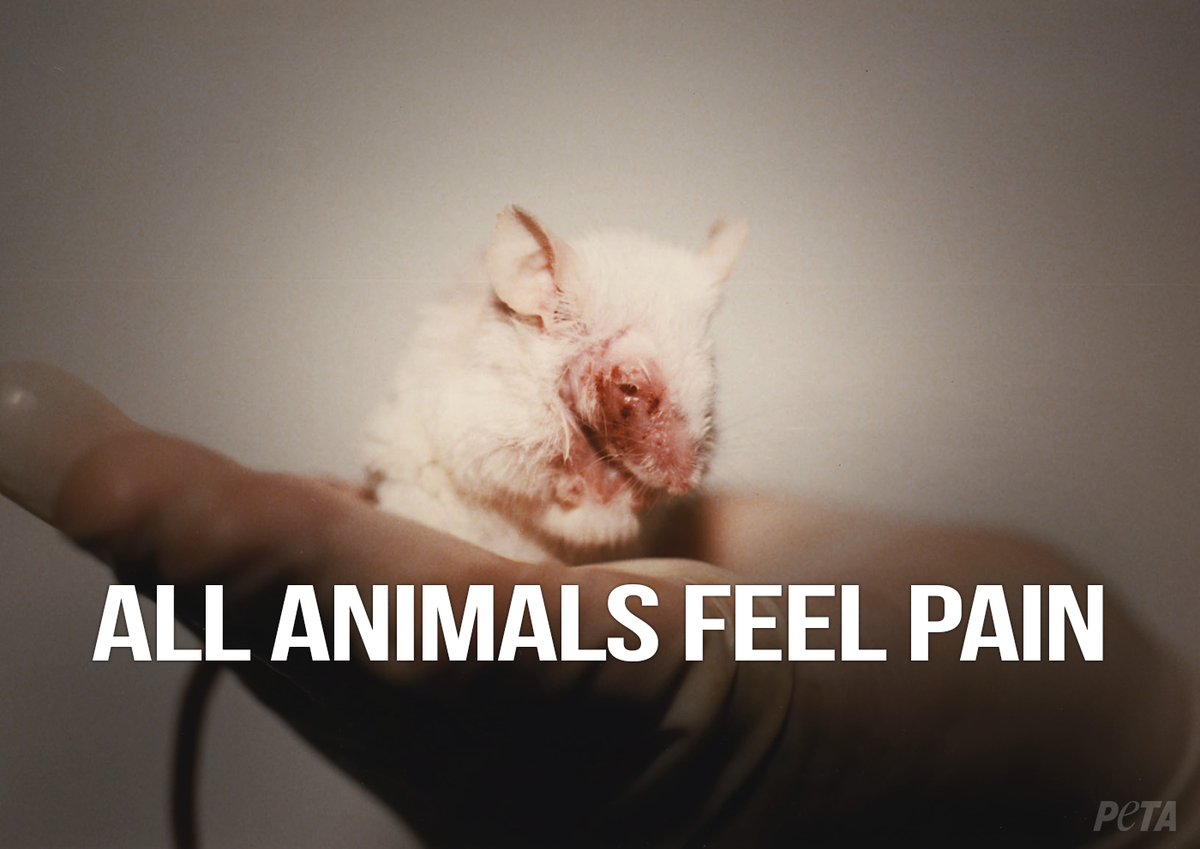 peta's tweet photo. Did you know?

Rats aren't even classified as "animals" under the Animal Welfare Act.

#StopAnimalTests #WW4AIL http://t.co/m39aLhnG57