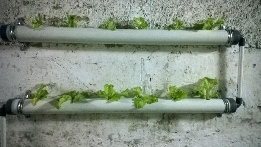 RaksaSatya03's tweet photo. nih pak Prog #UrbanFarming halman KantRW03 dulu penteunNa pak? :D hhe @ridwankamil @kel_jamika @kartaBDG @DSuhandani http://t.co/XDwfDsYYXq