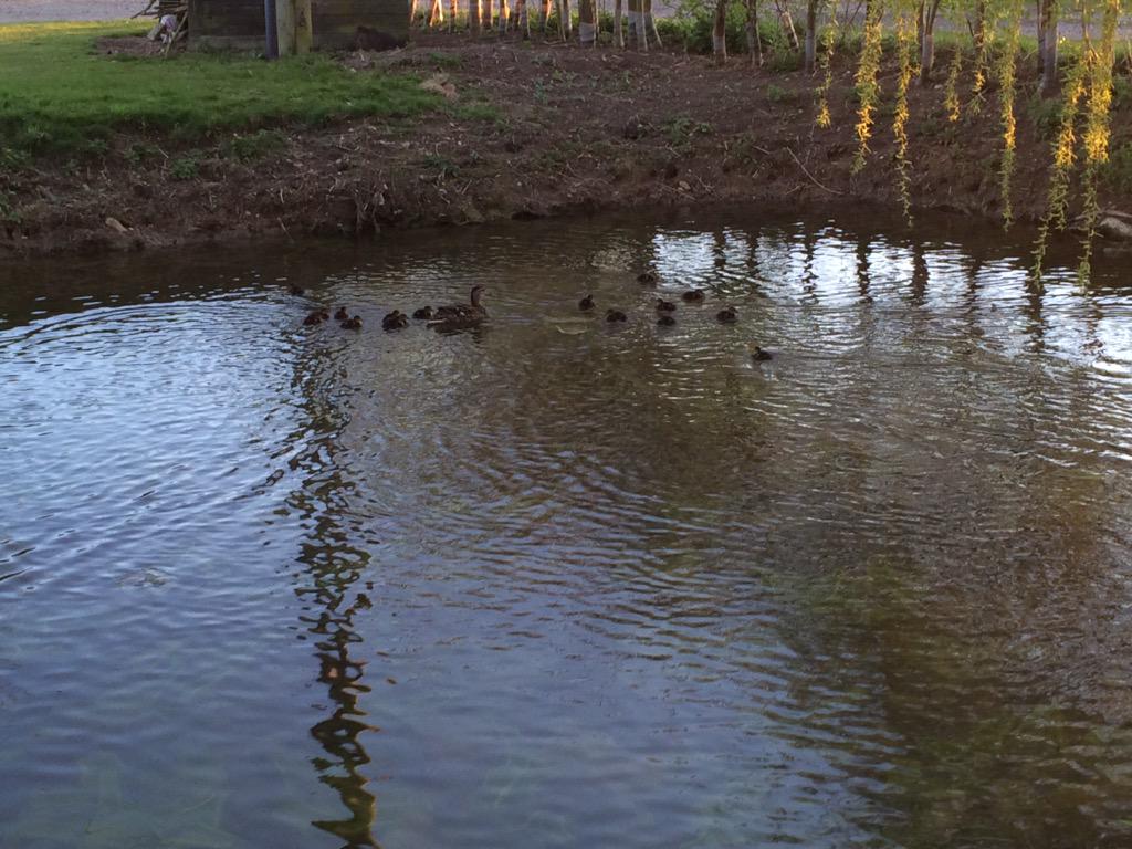 Izzy Botfield tweet media