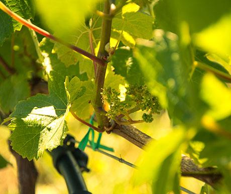 luxurytravel's tweet photo. 7 of the best wineries in South Africa  http://t.co/yQJVHdL3SJ http://t.co/L19EQBFuje