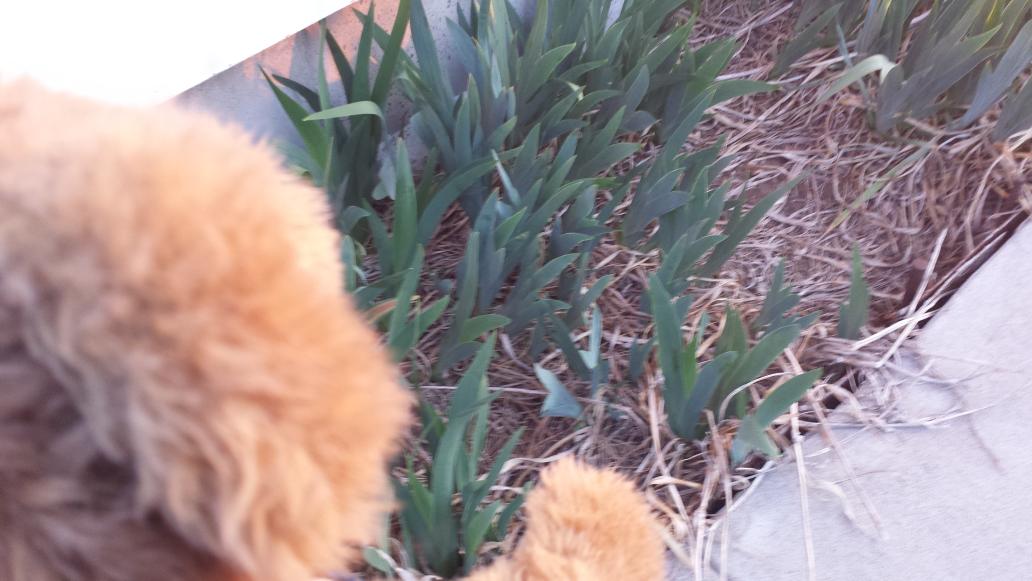 IamDieselBear's tweet photo. #teddybearscouts Here are some flowers around my house! #SpringSelfies http://t.co/Yk6k9OF5Eq