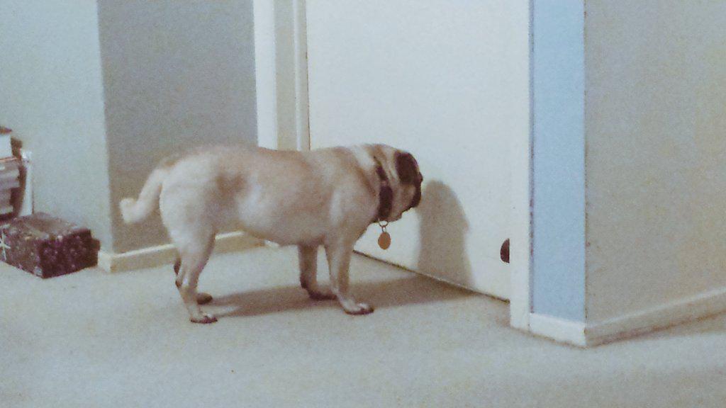 You can always tell where someone is when you have a pug. -Rosie ♡