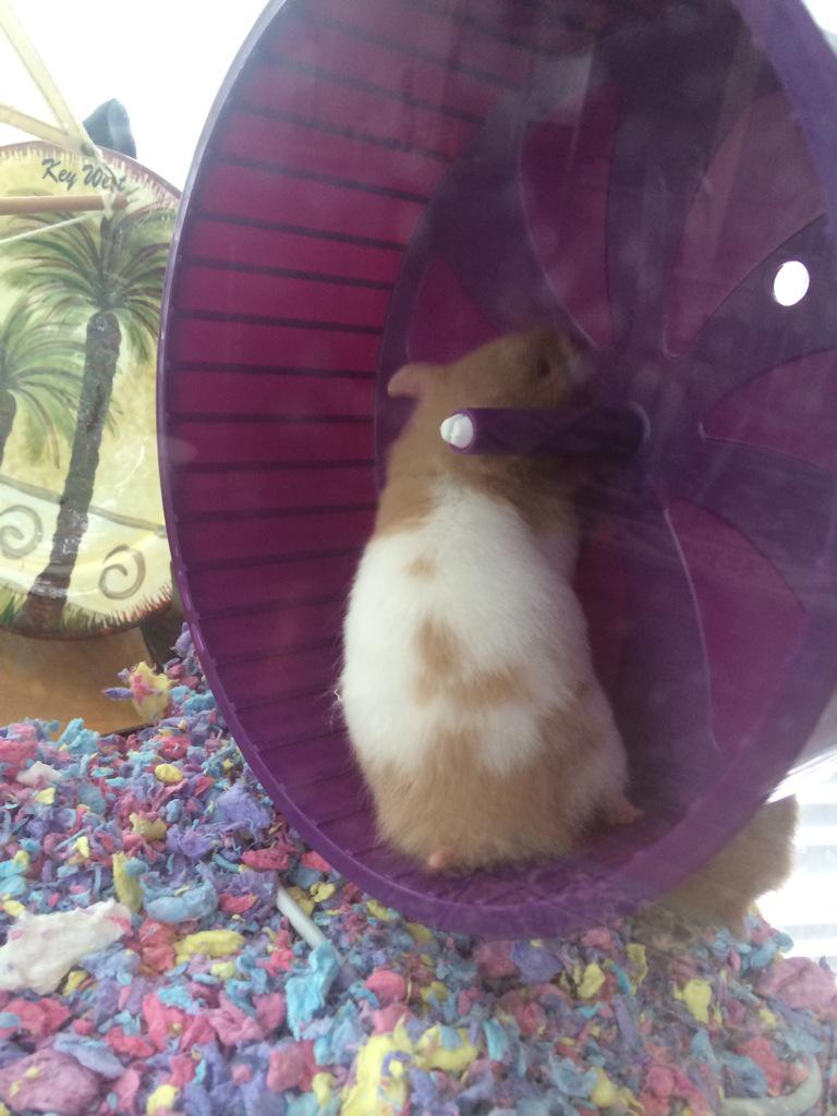 JoshyAndJen's tweet photo. These are my hamsters Prim and Rose 🌹😂 http://t.co/0TOdGL9v6C