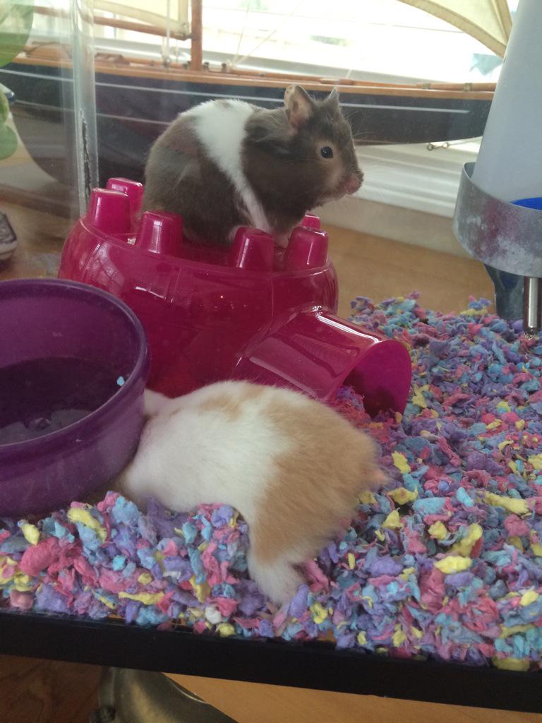 JoshyAndJen's tweet photo. These are my hamsters Prim and Rose 🌹😂 http://t.co/0TOdGL9v6C