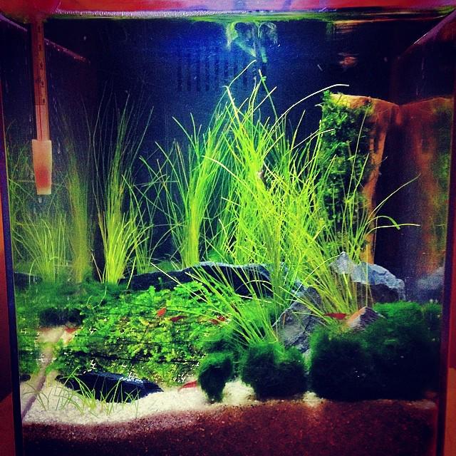 Akvaristan's tweet photo. #akvaristan #aquarium #akvaryum #aquarien My cherry red shrimp tank #fishnerd #aquascape by @lbsayers http://t.co/rq1WLUF7sL
