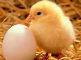 What came first - the chicken or the egg? We'll be learning this from Monday when our eggs &amp; incubators arrive #eyfs