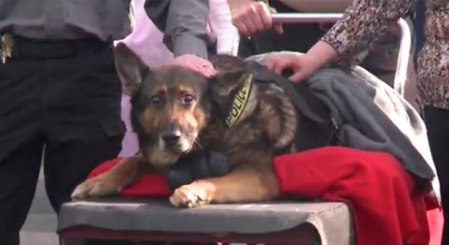 A3Noticias's tweet photo. Un pueblo de EEUU despide con aplausos a Zeus, su perro policía, antes de ser sacrificado http://t.co/mPAbeoCNkD http://t.co/muuBeF0cKb