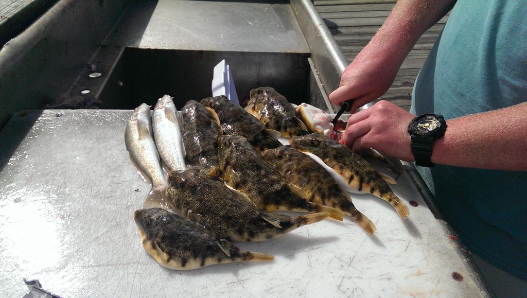 SamWalkerOBX's tweet photo. #obxcatch #obx http://t.co/Ter3tlXzO2