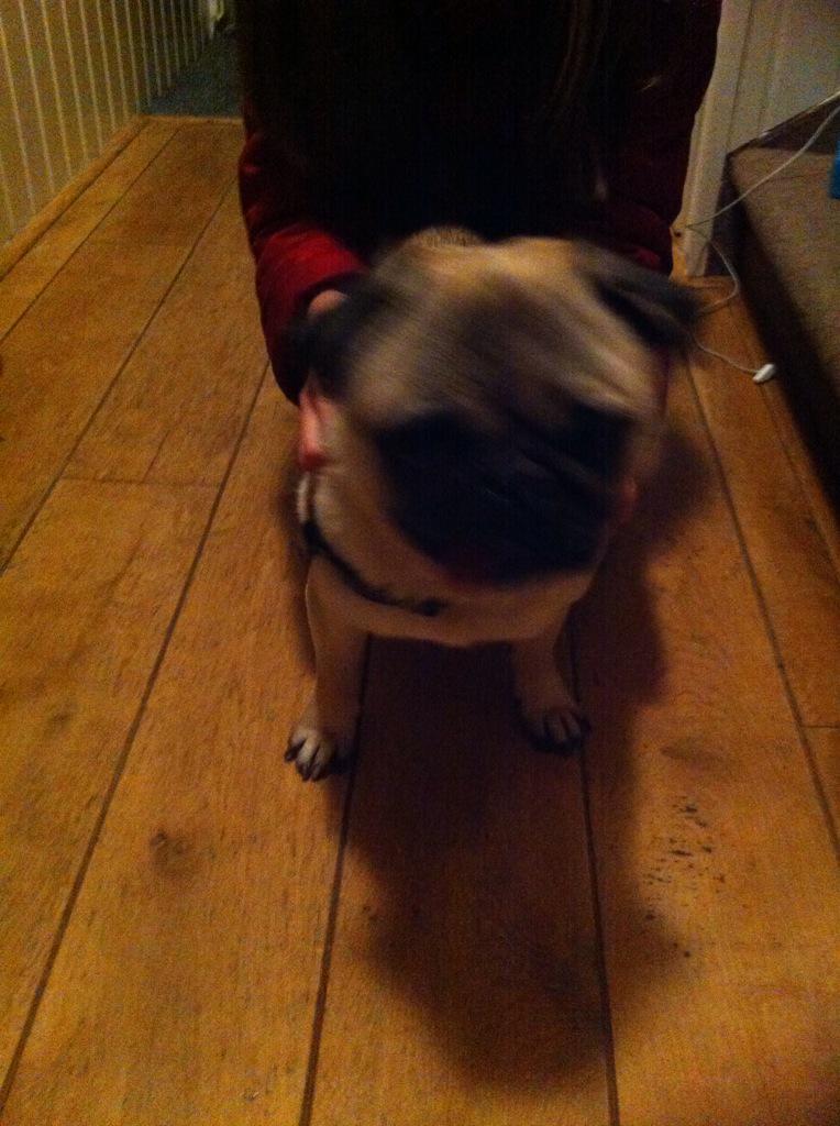 twinsurk's tweet photo. Wie is deze hond kwijt liep bij de eesvlet graag retweet http://t.co/MO6dsKTwtv