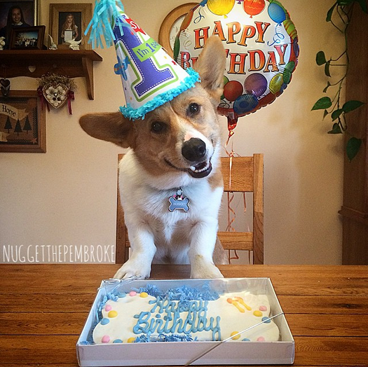 petsmart birthday party