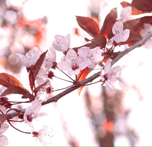 onestonephoto's tweet photo. Spring has sprung! http://t.co/wup7HhftWV