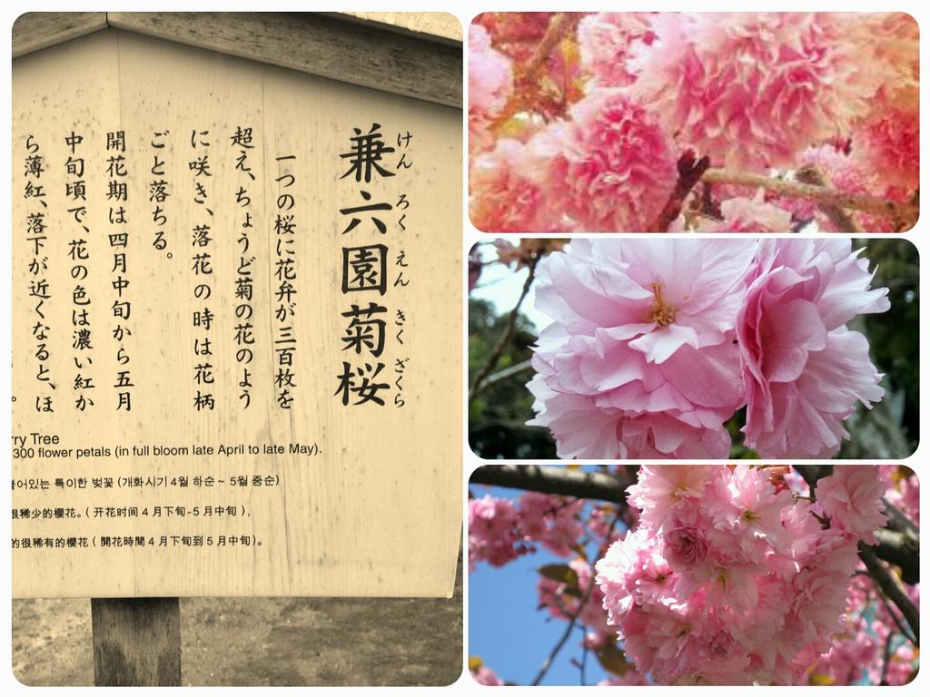 Carmee Lim A Rare Species Know As The Kikuzakura Chrysanthemum Cherry Blossom With 300 Petals Defy Fibonacci Series Http T Co Omsbwl2m Twitter