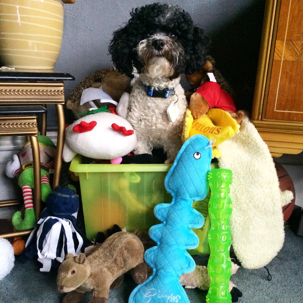 ChasingTailSF's tweet photo. Ollie is in dog toy heaven!! #dogsoftwitter #sfdogs #dogsofsf #dogwalker #dogs #dogheaven #sfdogwalker #HappyDog http://t.co/xVn44lJnkd