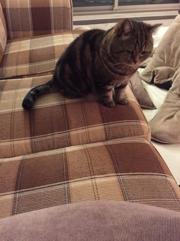 LustLoL's tweet photo. fat cat http://t.co/HZ9dtdvfYR