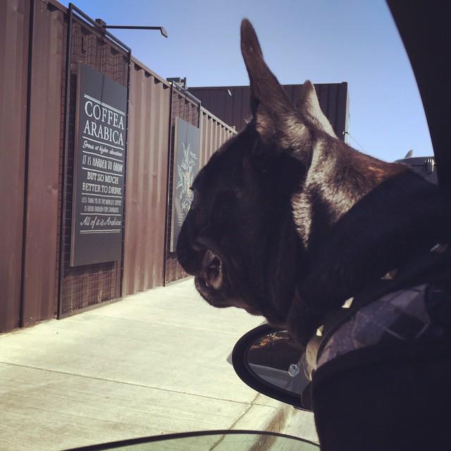 dillonthadude's tweet photo. Starbucks drive thru. Yessss! #ballardbulldogs #bigdillystyle #chillinwithdillon #petsofin… http://t.co/AMMi80sprW http://t.co/PwAxA9eFzf