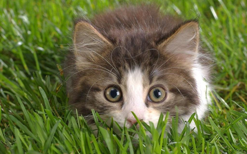 MeowMob's tweet photo. Watching you watching me http://t.co/KxeGKgMFNu