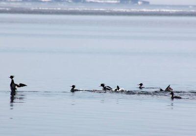 QuebecSporting's tweet image. A sign of Spring here in Gaspé ducks and mergansers are waiting for the ice to breakout  to enter  3  rivers.