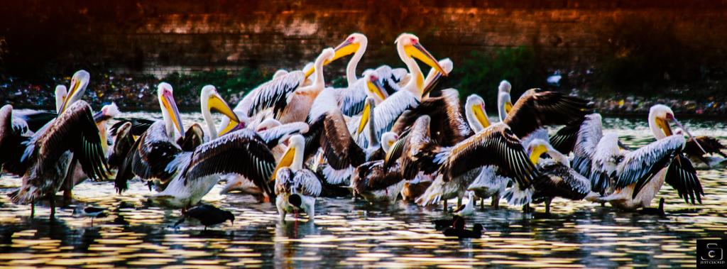 bathani32's tweet photo. #just_clicked #lake #Pelicans #junagadh #gujarat #just_clicked _ photography http://t.co/BKqwyZjN5y